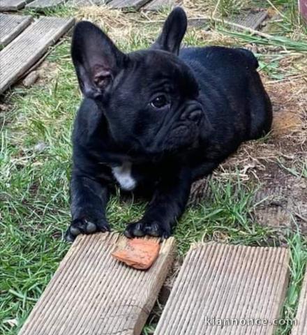 Chiots bouledogues français