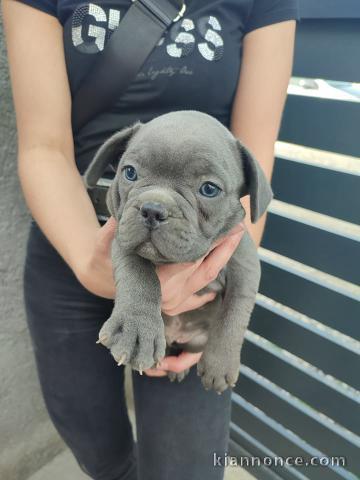 Bulldog français chiots à vendre