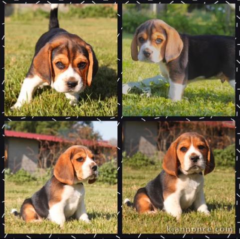 Dons Chiots Beagle Disponibles Femelles et Mâles