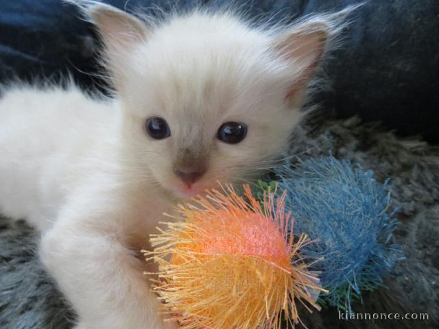 CHATONS LOOF RAGDOLL POUR ADOPTION