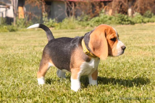 Dons Chiots Beagle Disponibles Femelles et Mâles