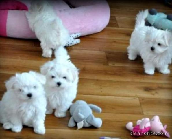 Donne Magnifiques chiots Bichon Maltais 