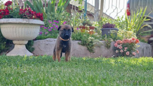 Berger Belge Malinois