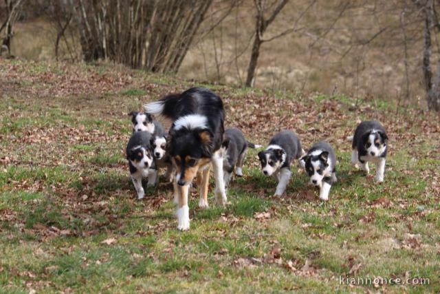 Chiots Border Collie A Donner