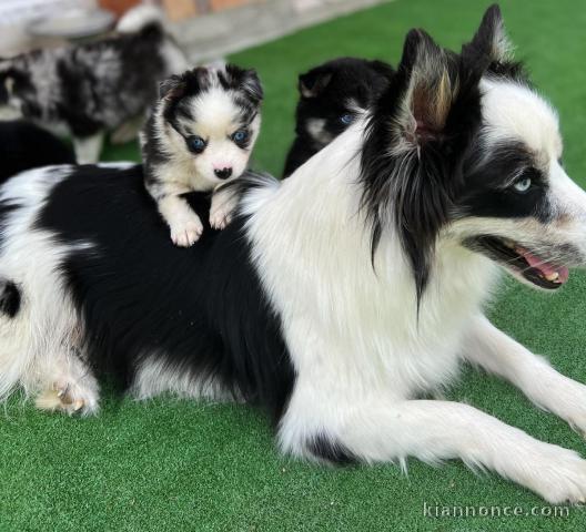 Chiots Pomsky A Donner