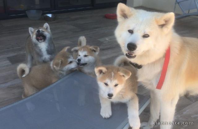 Chiots Akita Inu a Donner