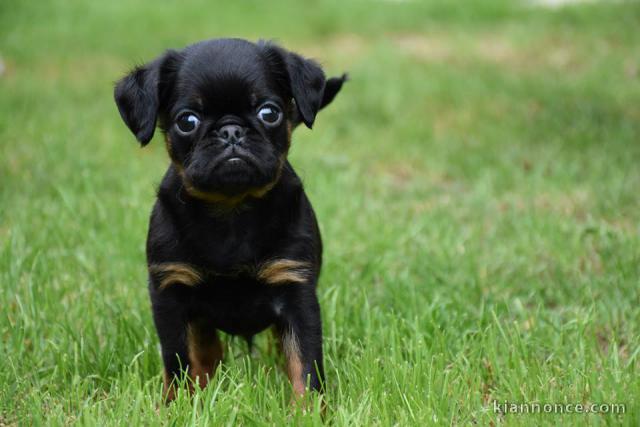 Chiots Petit brabançon disponibles de suite