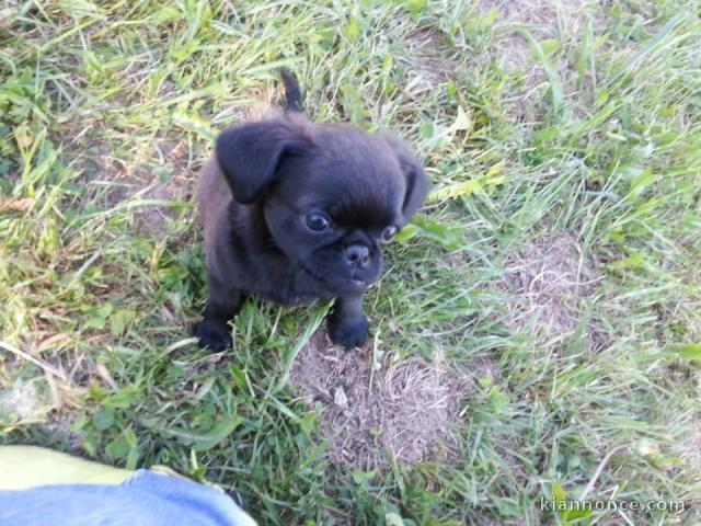 Magnifiques chiots Petit brabançon 