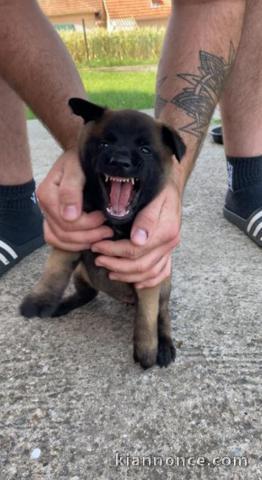 Berger Belge chiots à vendre