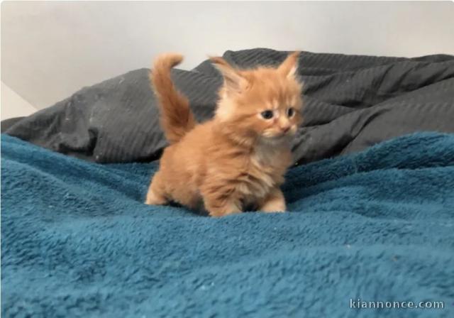 Chaton Maine coon pour adoption 