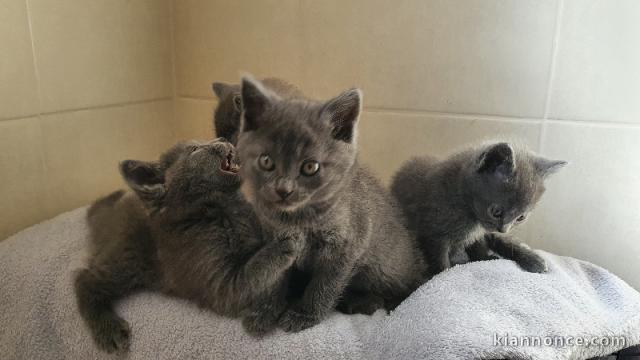 Chatons Chartreux a donner