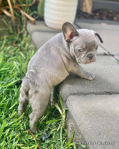  Chiots Bouledogue Français a donner