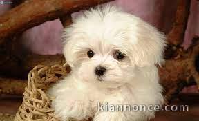 Magnifiques chiots Bichon maltais LOF