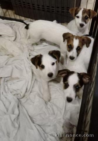 Magnifiques chiots jack russel