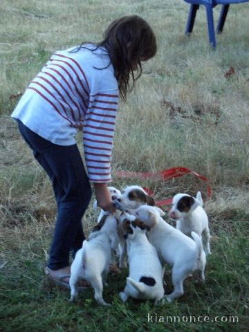 Magnifiques chiots jack russel