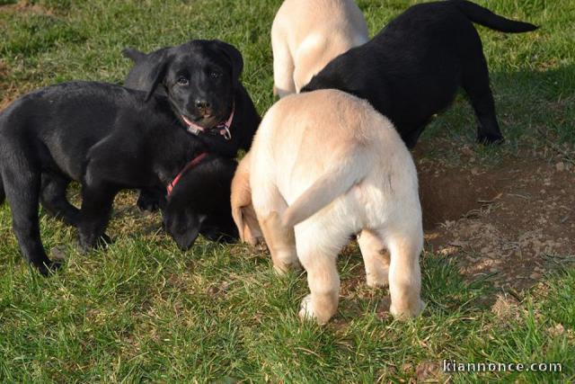 Chiot de race labrador 