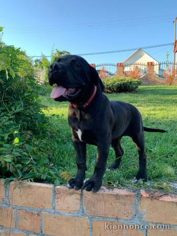 Boerboël Africain chiots
