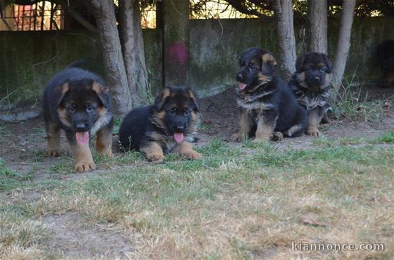 Superbes chiots de pure race Berger allemand