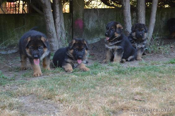 magnifiques chiots Berger Allemand