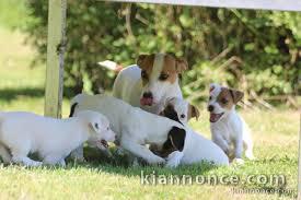 magnifiques chiots jack russel non lof