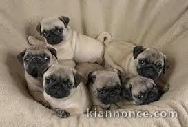 Chiots Carlins Inscrit Au LOF