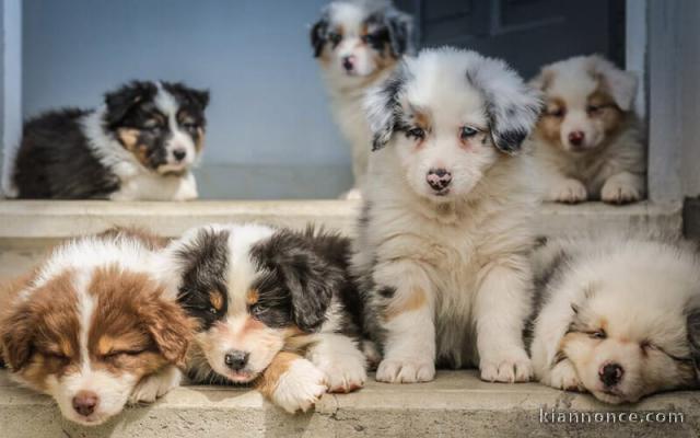 chiots Berger Australien