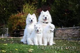 Chiots type Samoyède....