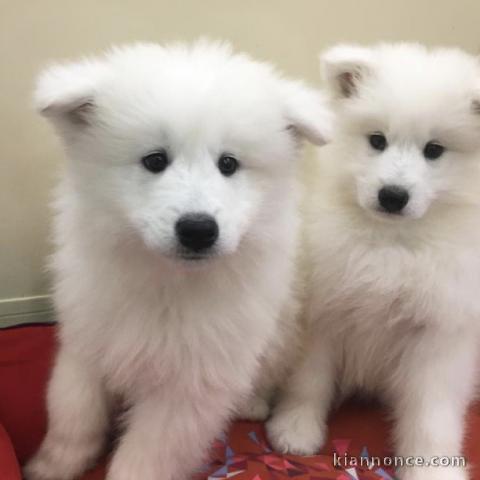 Superbes chiots samoyede