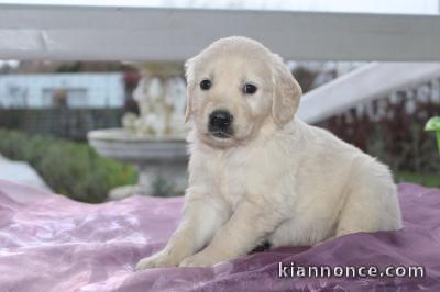 à donner type Golden Retriever 