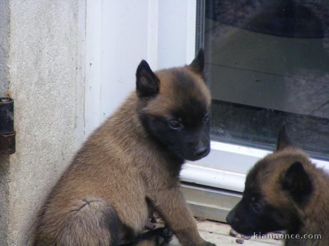 Magnifiques chiots Berger Malinois 