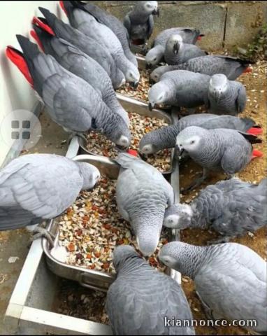 magnifiques bébés perroquets gris du Gabon