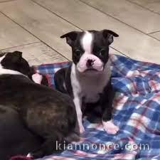 Chiots boston terrier