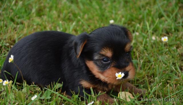 superb bebe chiot Yorkshire Terrier