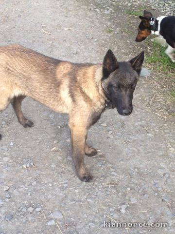 A donner magnifique chiots Berger malinois