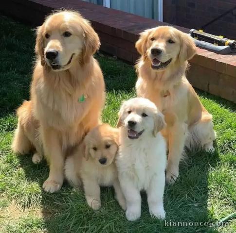 Magnifiques Chiots d’apparence Goldens 