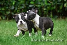 Chiots boston terrier