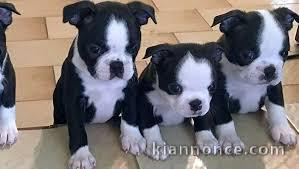 Chiots boston terrier