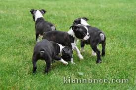 Chiots boston terrier