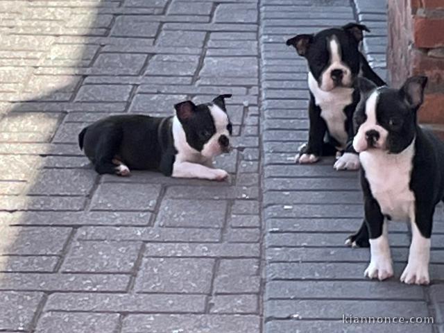 Chiots boston terrier