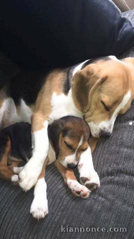 A donner CHIOTS BEAGLES 