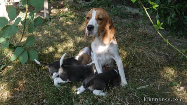 Adorables chiots Beagle