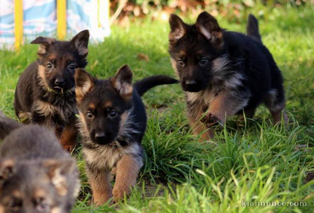 Chiots berger allemand LOF 