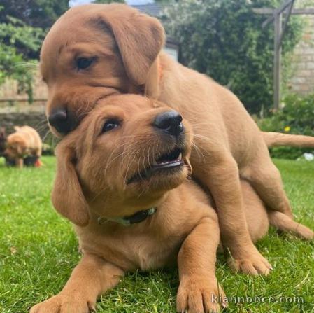 Magnifique chiot labrador à adopter