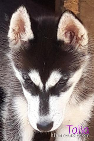 Magnifiques chiots type husky de sibérie