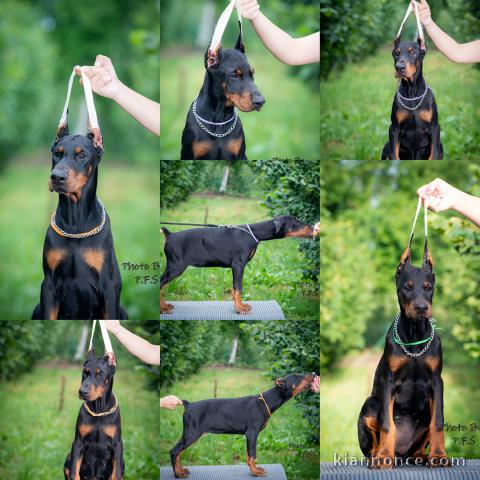 Chiots Dobermann à vendre