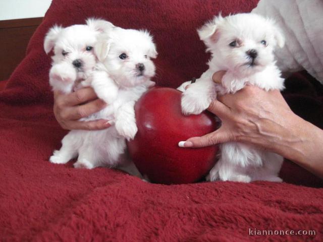 chiot bichon maltais trois mois