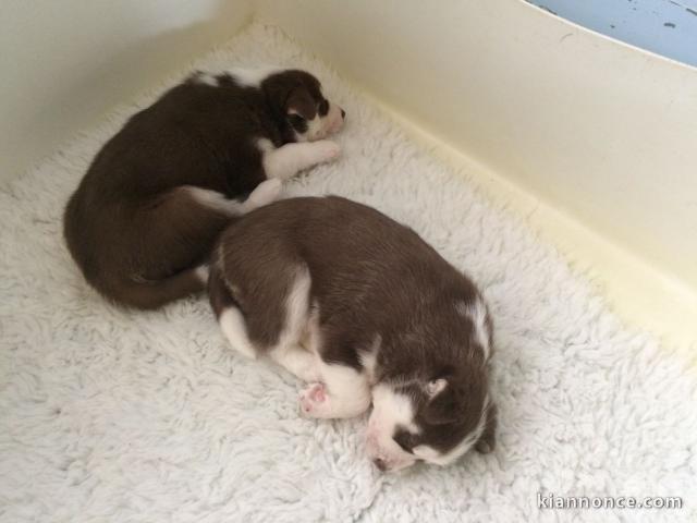 A donner chiots Husky de Sibérien.