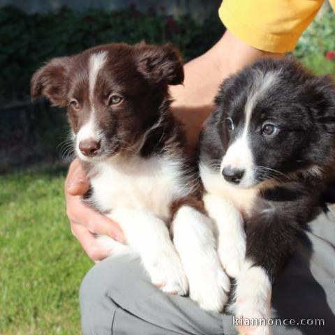 Adorables chiots  Border Collie  a donner 