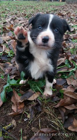 Chiots  Border Collie a donner 