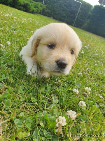 jolie chiot Golden Retriever a donne